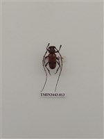 藏品(紅艷天牛)的圖片